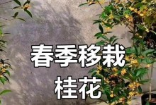 移植桂花苗的步骤与注意事项（打造美丽庭院，从移植桂花苗开始）