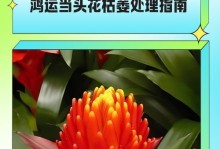 鸿运当头分株教程（运势旺盛，快速繁殖-详解鸿运当头的分株方法）