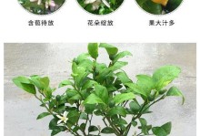 柠檬养殖指南（打造绿色健康的柠檬园）