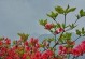 杜鹃花的种植和养护（打造美丽花园的必备技能）