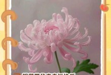 粉色菊花的花语（探究花语的意义与传承）