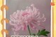 粉色菊花的花语（探究花语的意义与传承）
