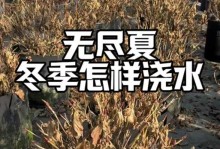 无尽夏花的施肥方法（掌握关键技巧，让夏花绽放更美）