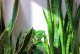 虎皮兰夏季浇水指南：如何科学养护这盆绿色植物？