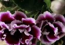 大岩桐花期（探寻大岩桐花盛开的季节和奇妙之处）