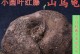 以山乌龟的繁殖及繁殖技巧（了解山乌龟的繁殖习性与方法，助您成功繁育可爱的小乌龟）