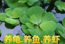 水培牡丹的养殖方法与注意事项（家居环境下水培牡丹的步骤和技巧）