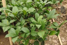 盆栽树种植指南（打造美丽室内小天地，从盆栽树开始）