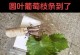 扦插葡萄生根的技巧与方法（掌握生根关键，培育丰收葡萄园）