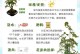 发财树多肉怎么养？教你轻松搞定（发财树多肉养殖方法和注意事项，让你的盆栽更加生机勃勃）