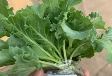 羽衣甘蓝扦插方法（掌握羽衣甘蓝的扦插技巧，打造美丽花园）