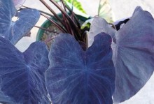 以花叶芋的繁殖方法——如何培育健康茂盛的花叶芋（掌握关键技巧，让你的花叶芋繁衍生息一片繁华）