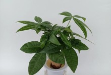 探秘发财树生长过程（从种植到成长，完美诠释财源滚滚）