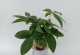探秘发财树生长过程（从种植到成长，完美诠释财源滚滚）