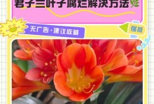 如何处理君子兰叶斑问题（掌握正确的方法，让君子兰恢复健康）