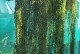 夏日养护珍珠吊兰的小窍门（如何让珍珠吊兰在夏季保持健康生长）