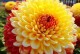 感恩之花——向生命致谢的花语（感恩花的意义与象征，探寻最能代表感激之情的花卉）