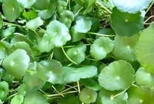 铜钱草的颜色变淡（探索铜钱草颜色逐渐褪去的原因及影响）