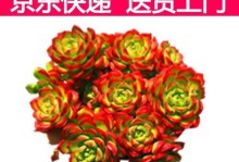 多肉叶子发软的原因及处理方法（探究多肉叶子发软的根源，帮助你恢复多肉的健康）