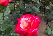 红双喜月季抗病性研究——探索这一特性的关键因素（红双喜月季抗病性的影响因素与未来发展方向）