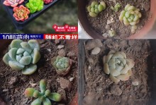 多肉浇生根粉的使用技巧（探索多肉植物生根粉的正确使用方法，助您成功扦插繁殖）