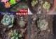 多肉浇生根粉的使用技巧（探索多肉植物生根粉的正确使用方法，助您成功扦插繁殖）
