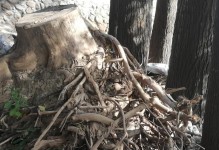 榆树根的处理方法及应用价值（探索榆树根的多样用途，发掘自然资源的价值）