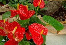 红掌花的败落及护理方法（怎样救回被虫害侵害的红掌花？）