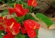红掌花的败落及护理方法（怎样救回被虫害侵害的红掌花？）