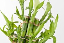 探秘富贵竹（富贵竹的特点、生长环境、栽培方法、养护技巧及观赏价值）